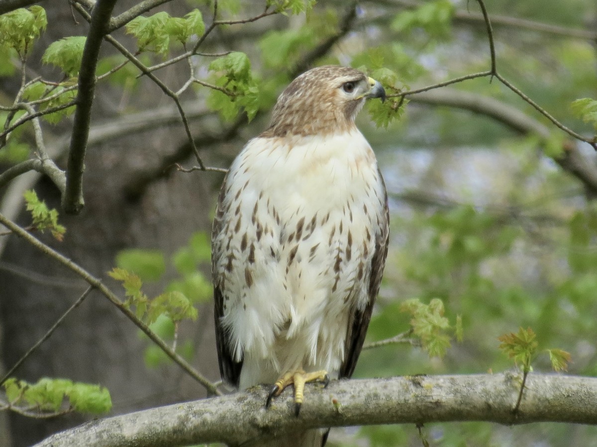 Red-tailed Hawk - ML617934397