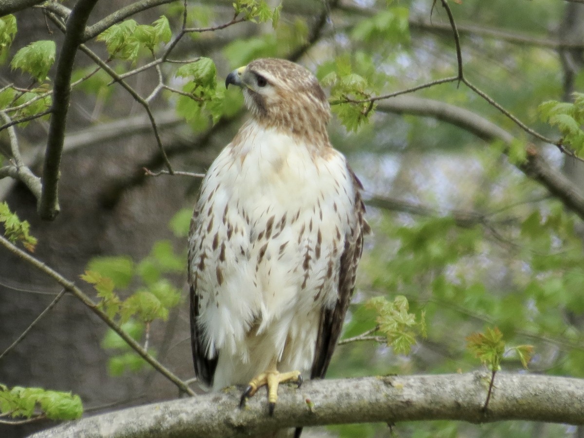 Red-tailed Hawk - ML617934398