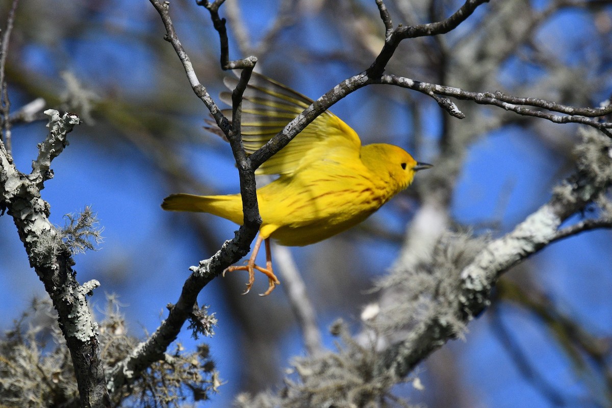 Yellow Warbler - ML617934520