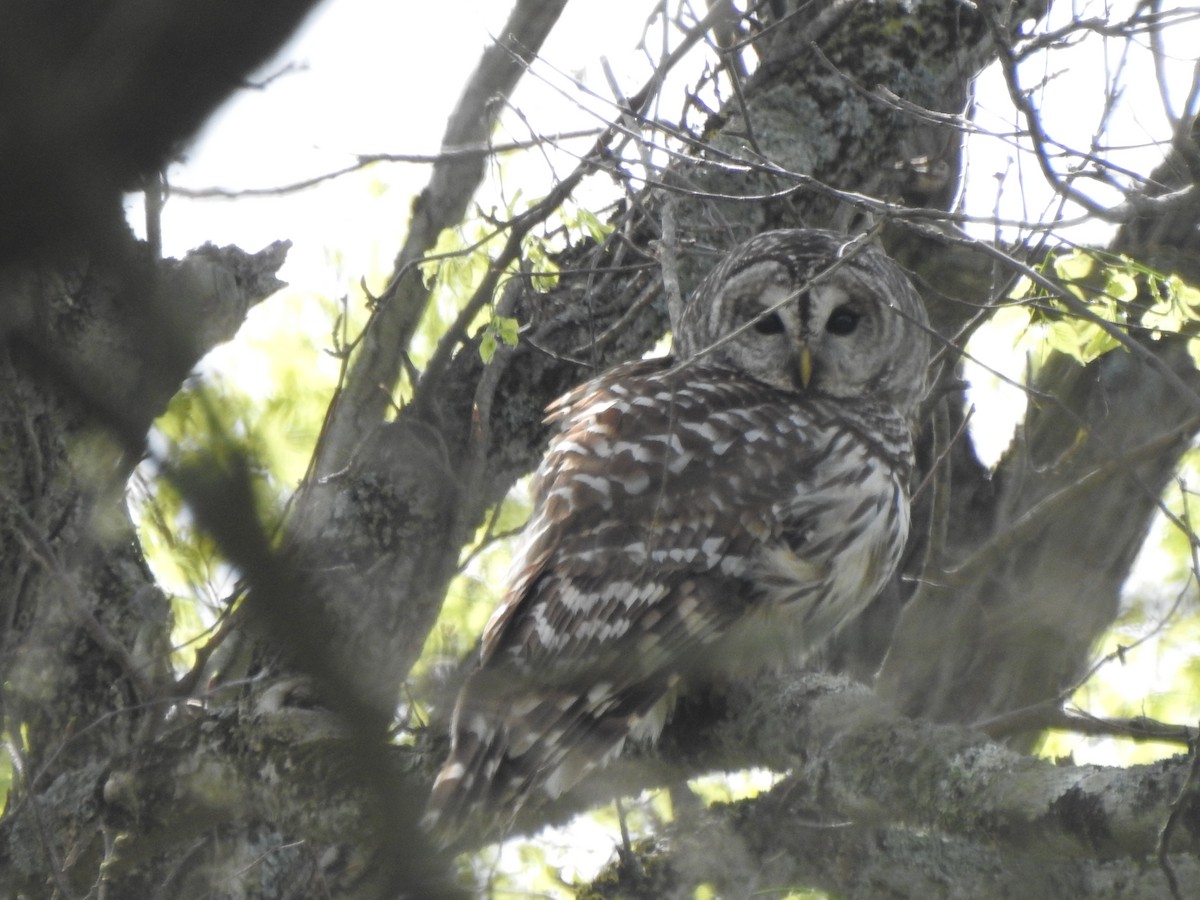 Barred Owl - ML617934572