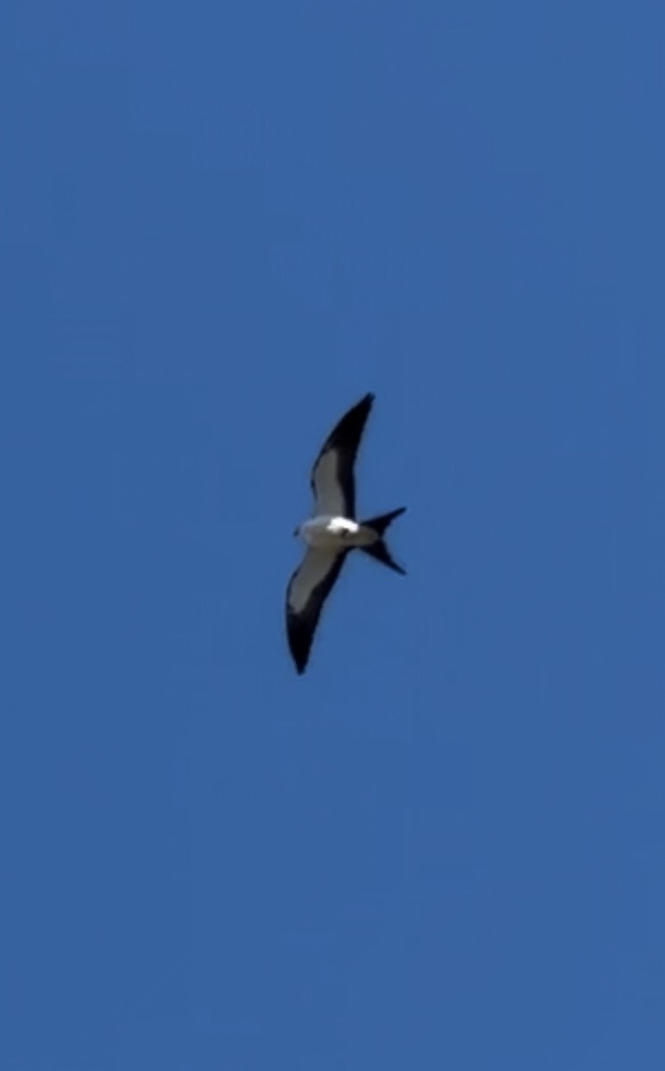 Swallow-tailed Kite - ML617934598