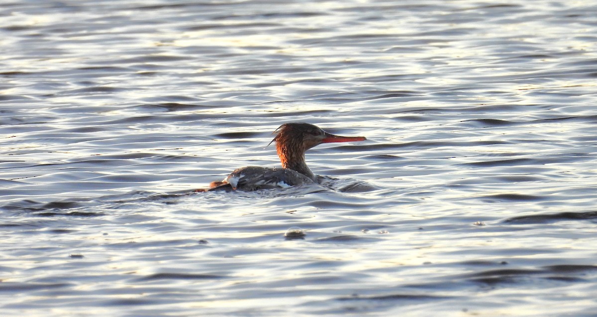 Red-breasted Merganser - Kimberly Snaric