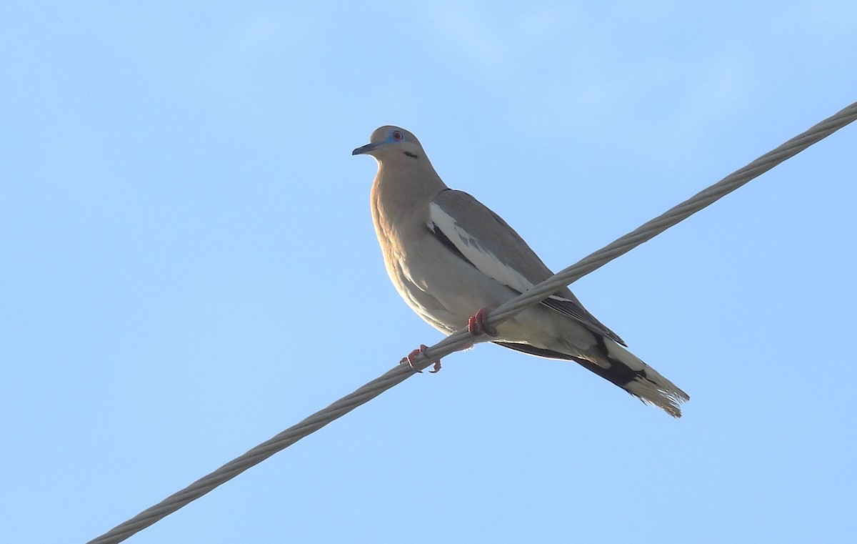 White-winged Dove - ML617934671