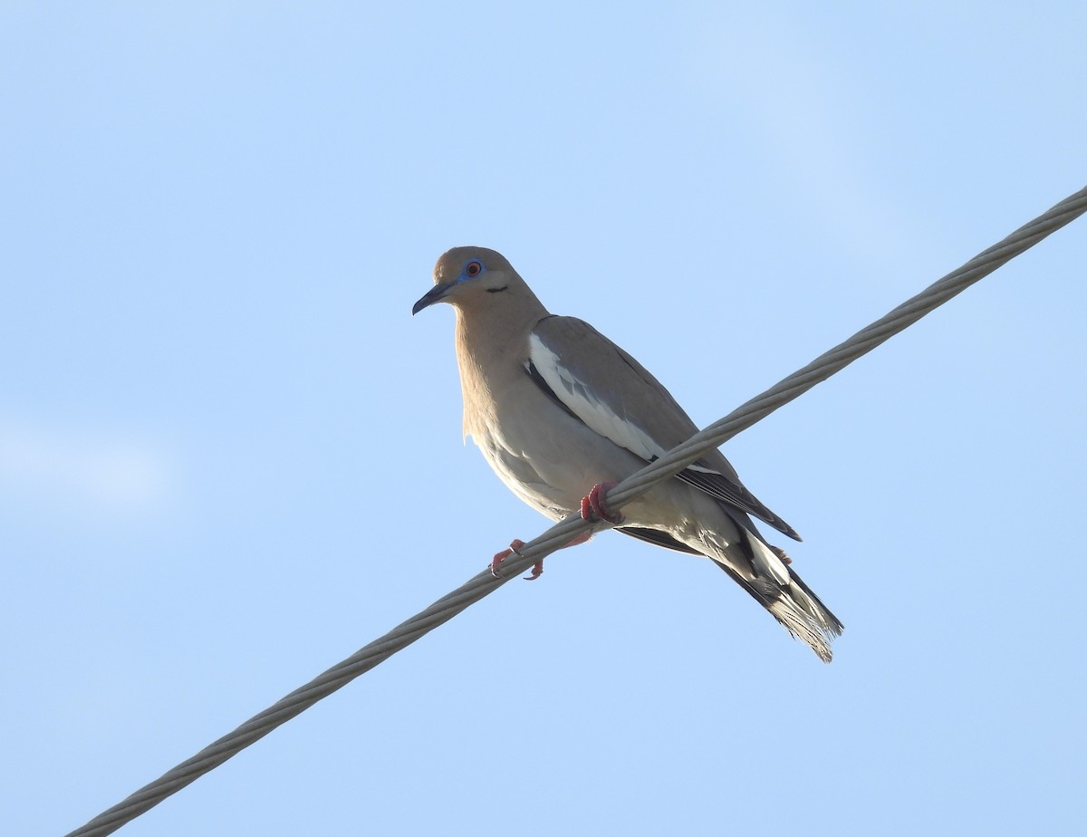 White-winged Dove - ML617934672