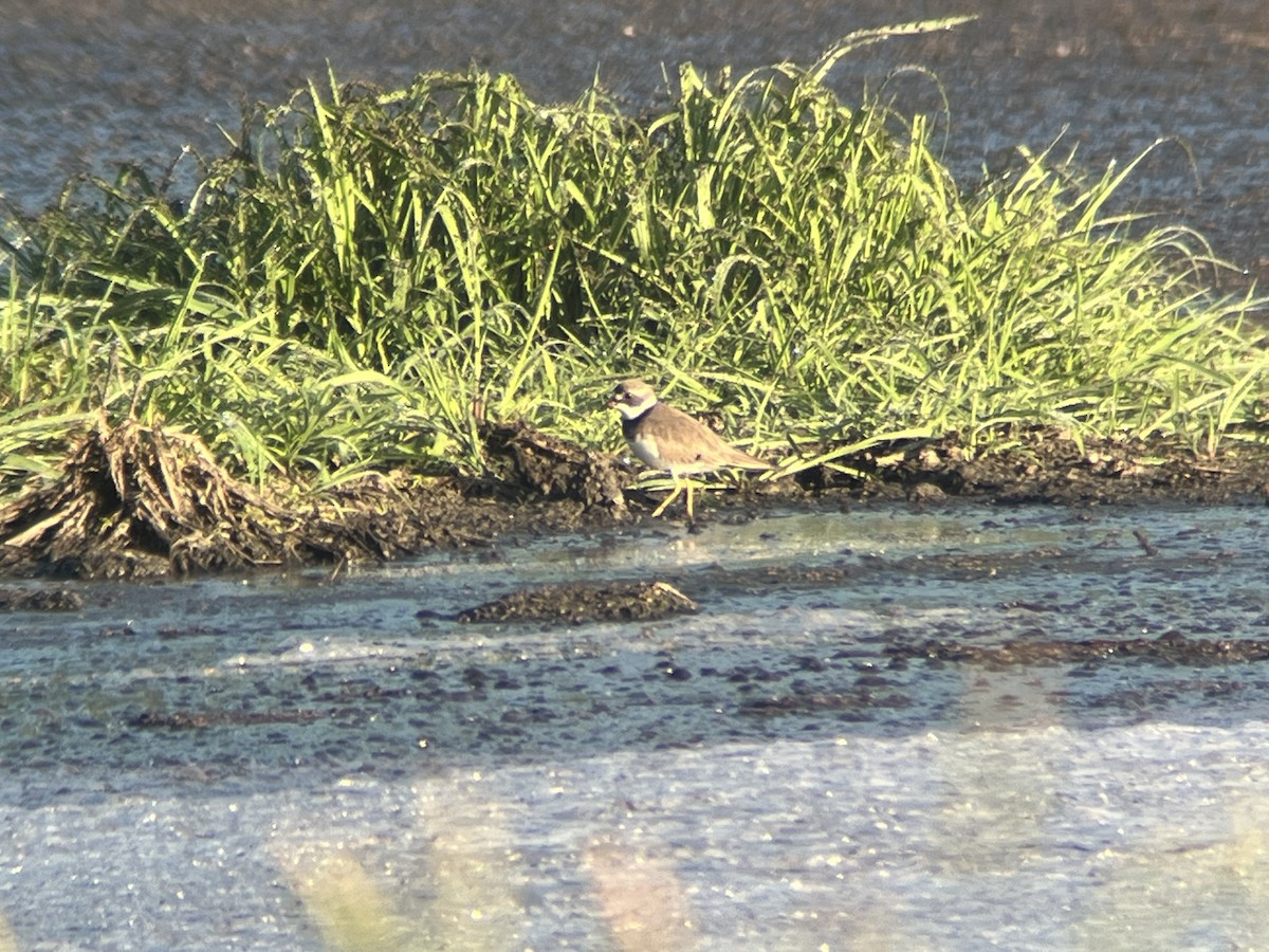 Semipalmated Plover - ML617934680