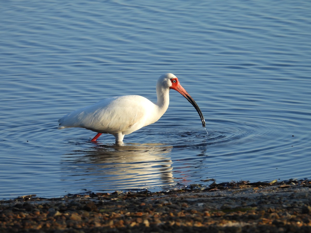 ibis bílý - ML617934718