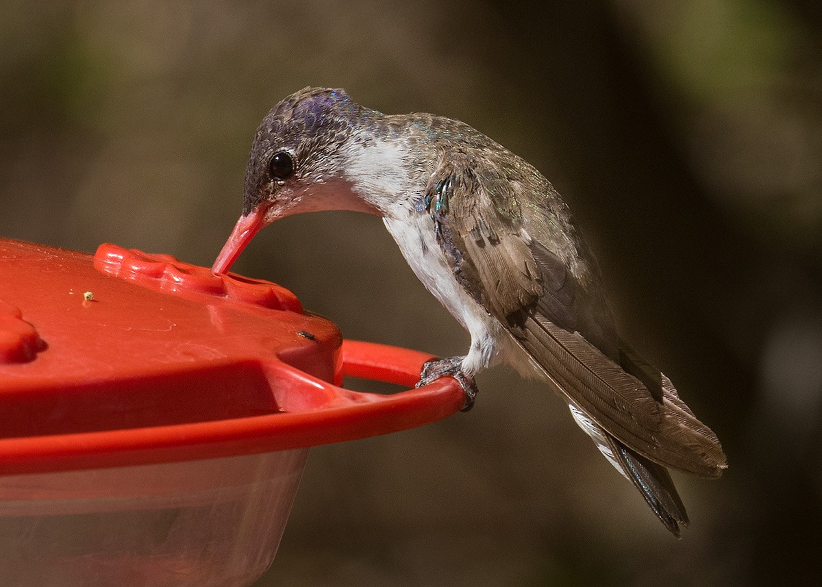 Violet-crowned Hummingbird - Doug Backlund