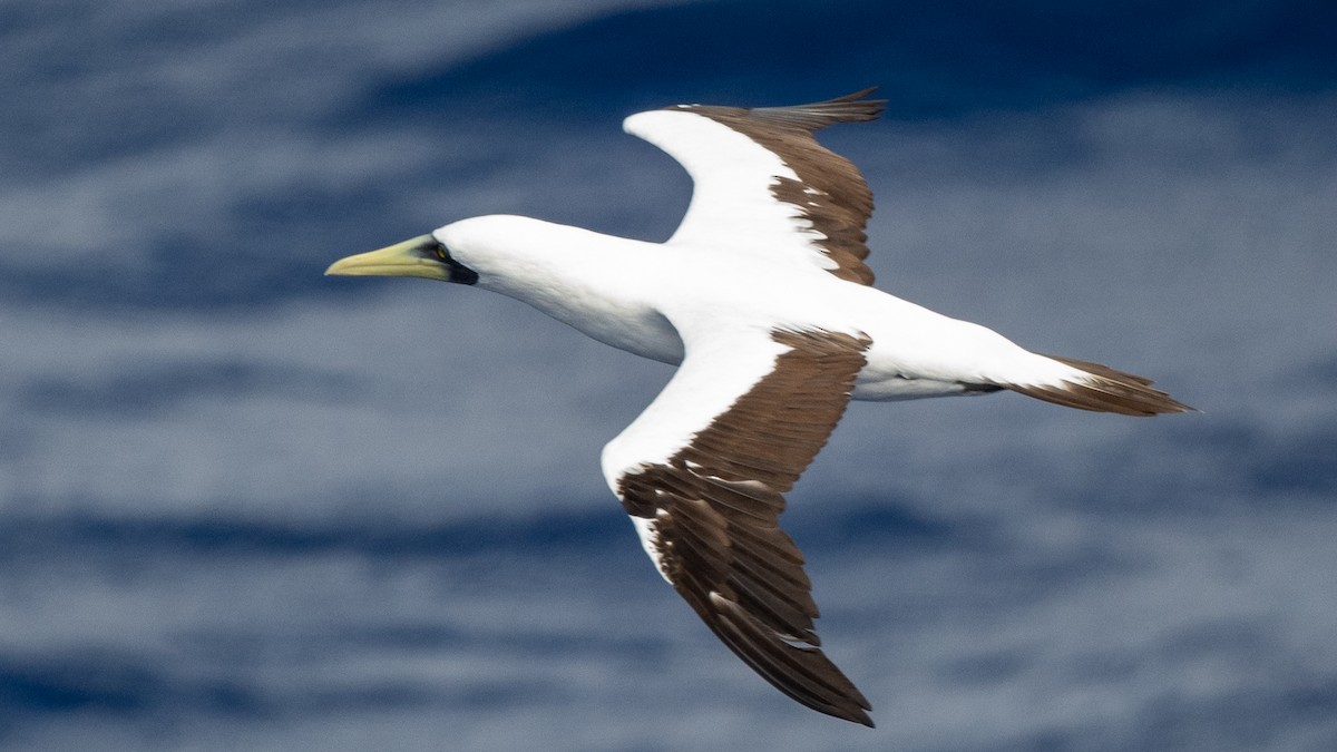 Masked Booby - ML617934821