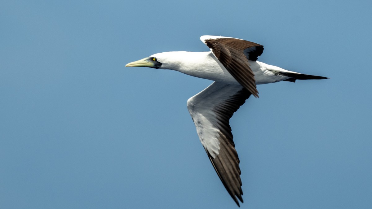 Masked Booby - ML617934822