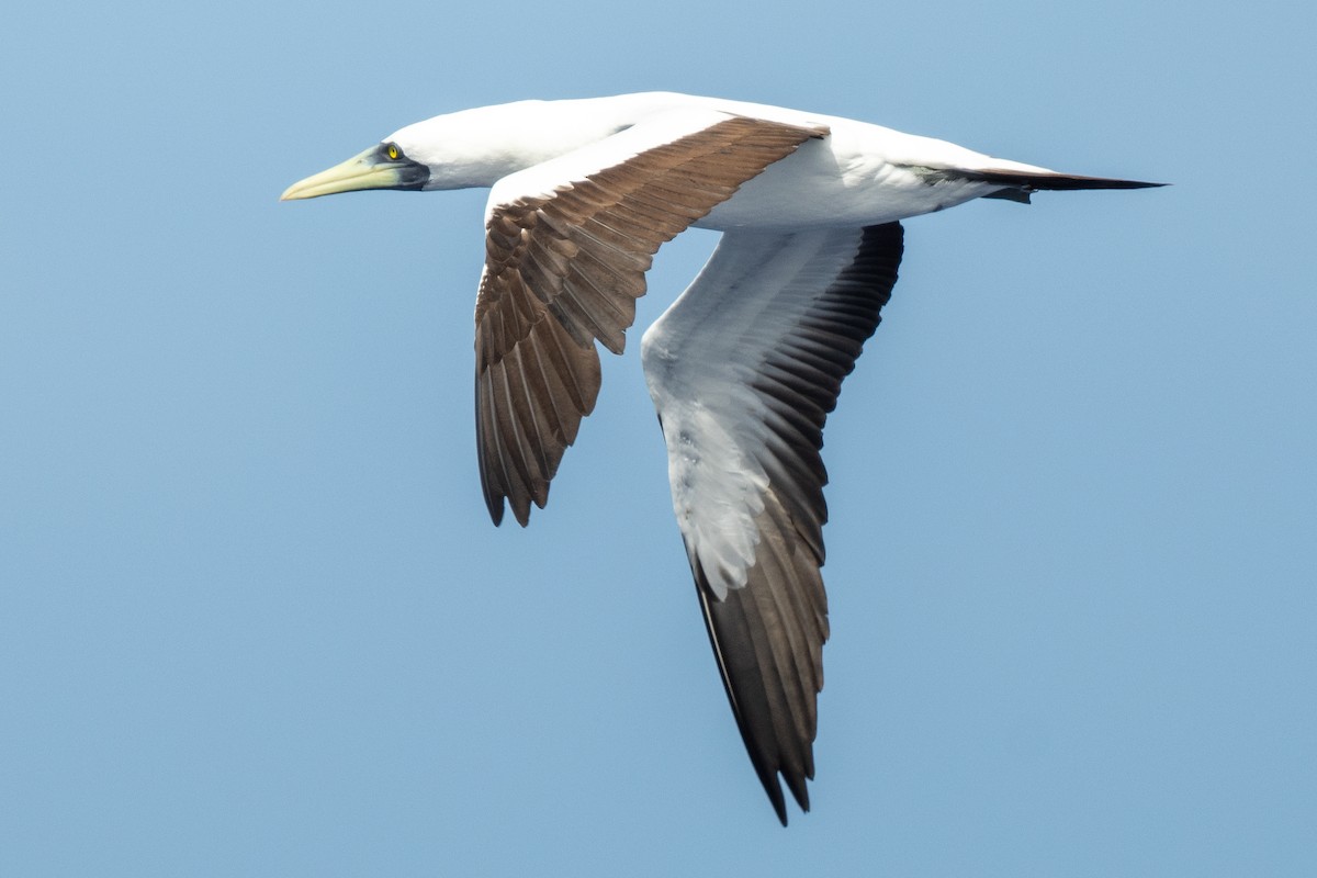 Masked Booby - ML617934823