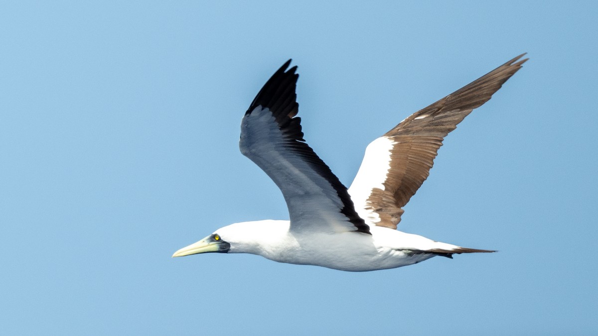 Masked Booby - ML617934824