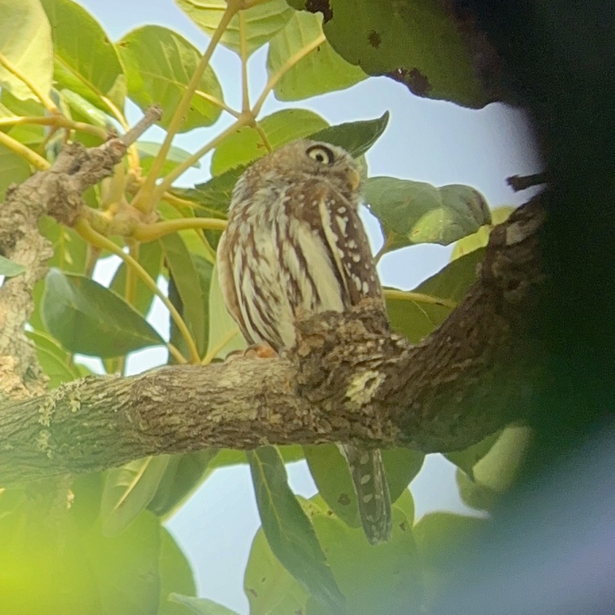 Pearl-spotted Owlet - ML617934876