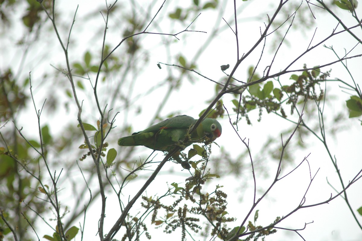 Red-lored Parrot - ML617934944