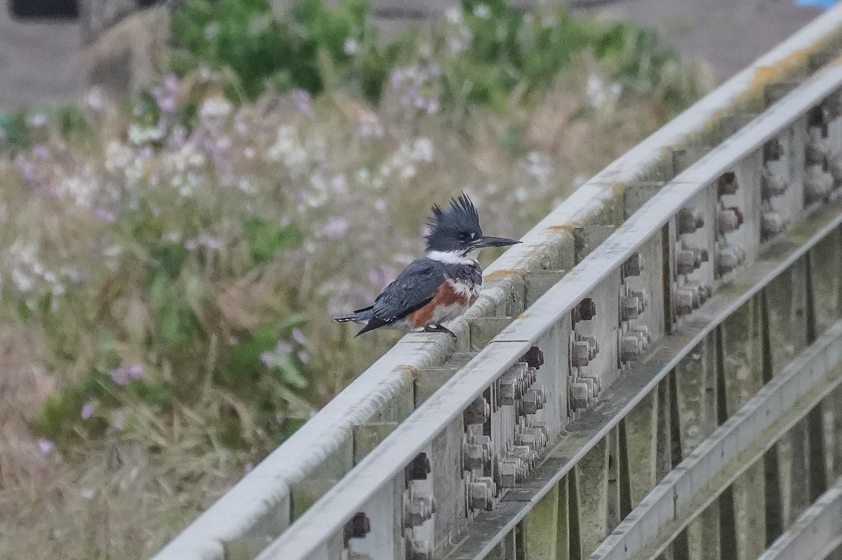 Belted Kingfisher - ML617935046