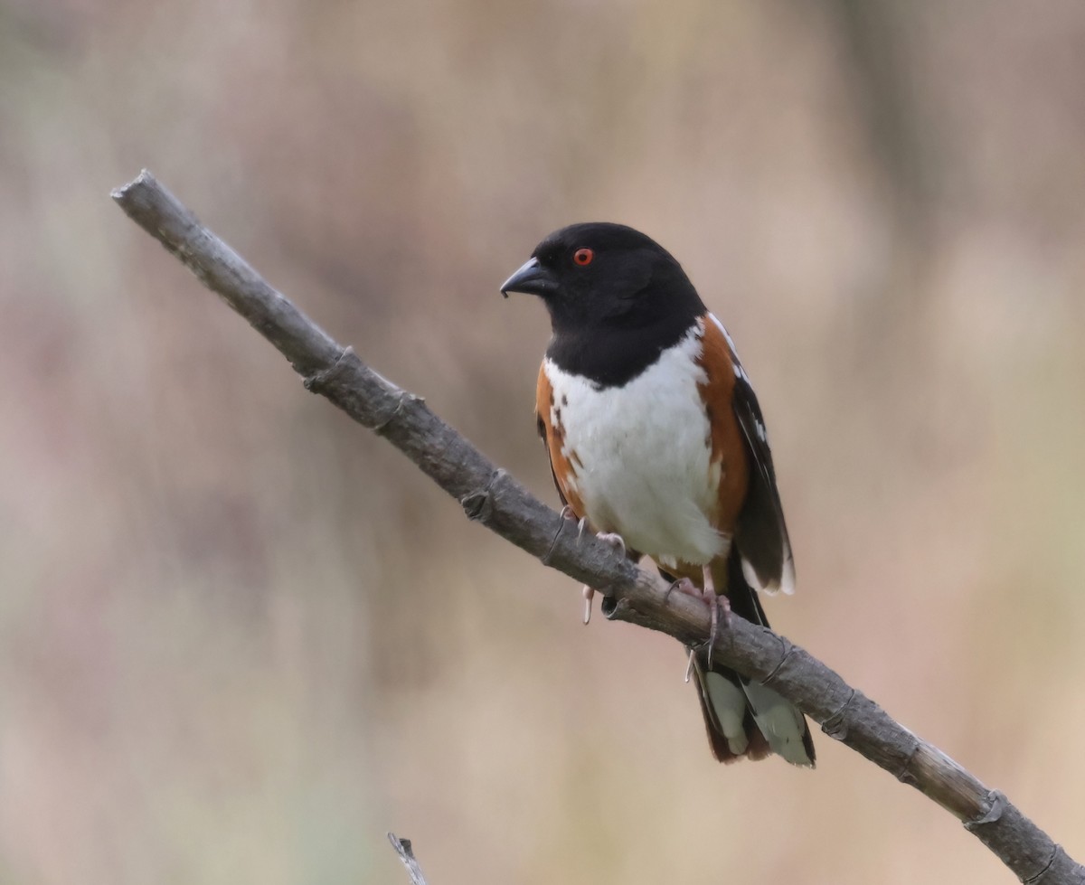 Spotted Towhee - ML617935138