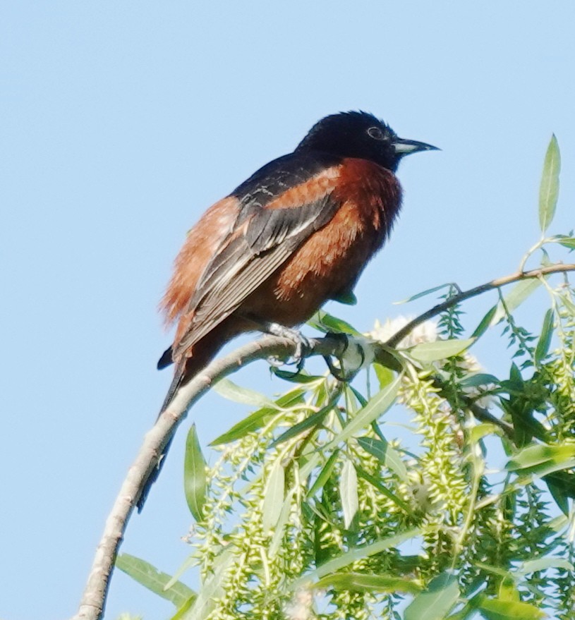 Orchard Oriole - ML617935148