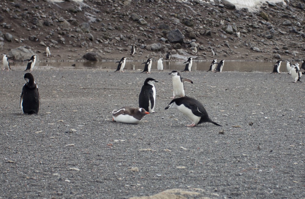 Gentoo Penguin - Lindy Fung