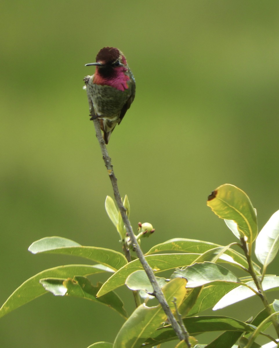 Anna's Hummingbird - ML617935162