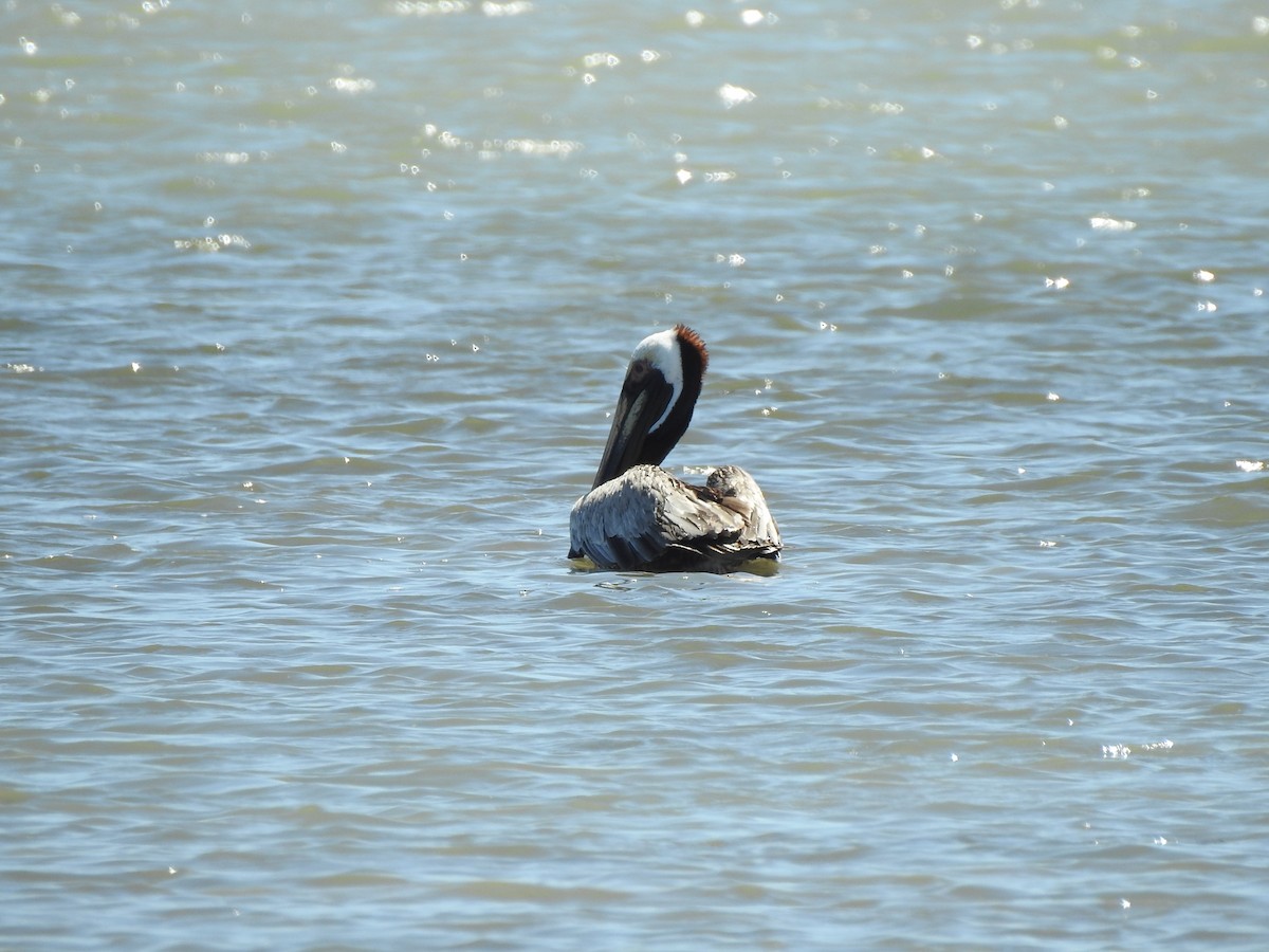 pelikán hnědý - ML617935177
