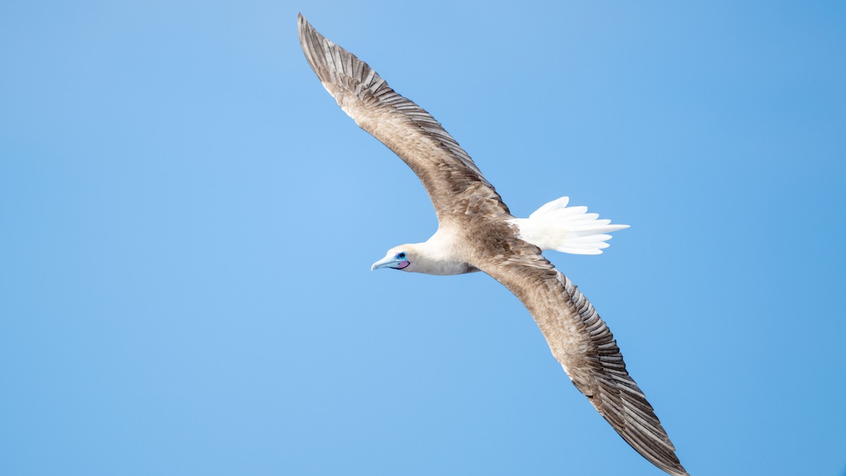 Red-footed Booby - ML617935191