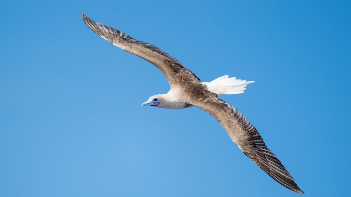 Red-footed Booby - ML617935193