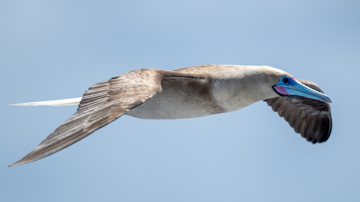 Red-footed Booby - ML617935194