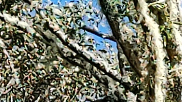 Hawaii-Sichelkleidervogel - ML617935217