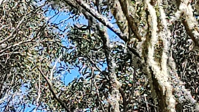 Hawaii-Sichelkleidervogel - ML617935230