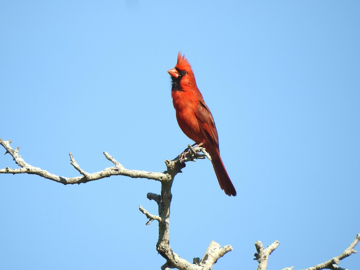 Cardinal rouge - ML617935258