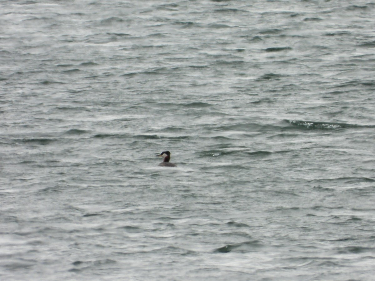 Red-necked Grebe - ML617935283