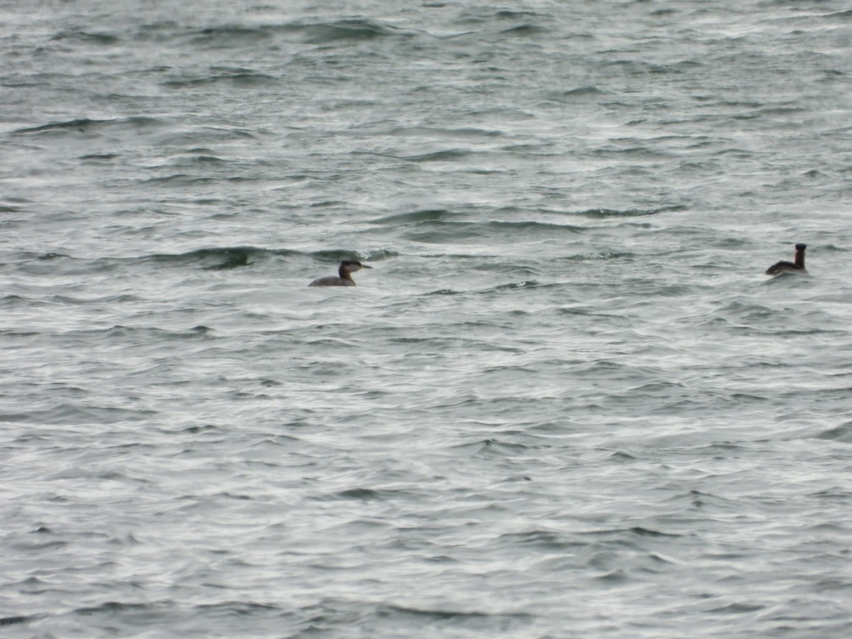 Red-necked Grebe - ML617935285