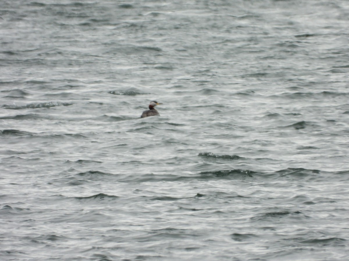 Red-necked Grebe - ML617935286