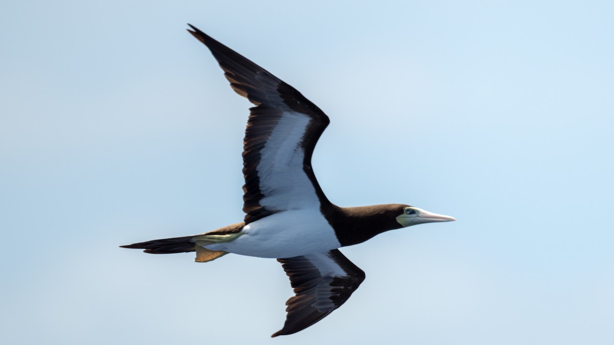 Brown Booby - ML617935292