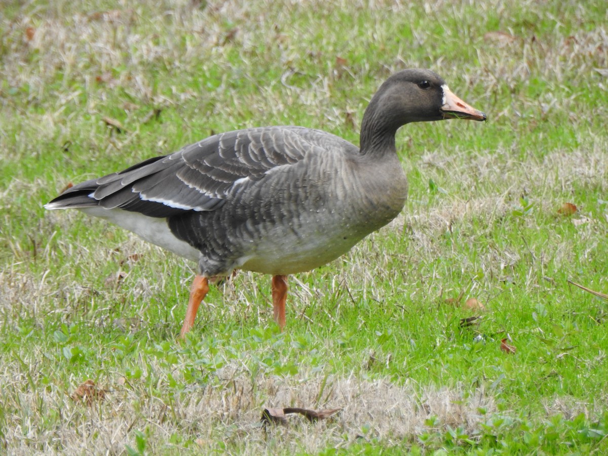 Greater White-fronted Goose - ML617935335