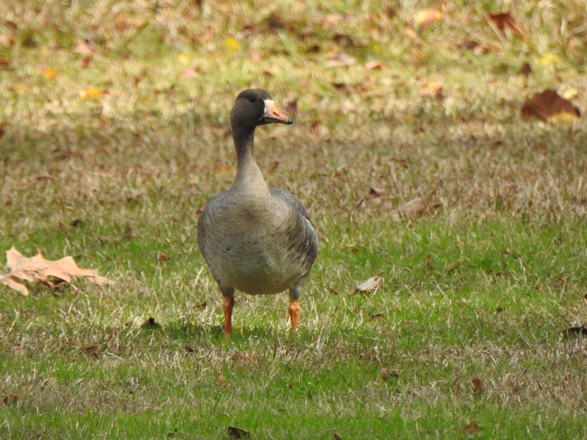 Greater White-fronted Goose - ML617935336