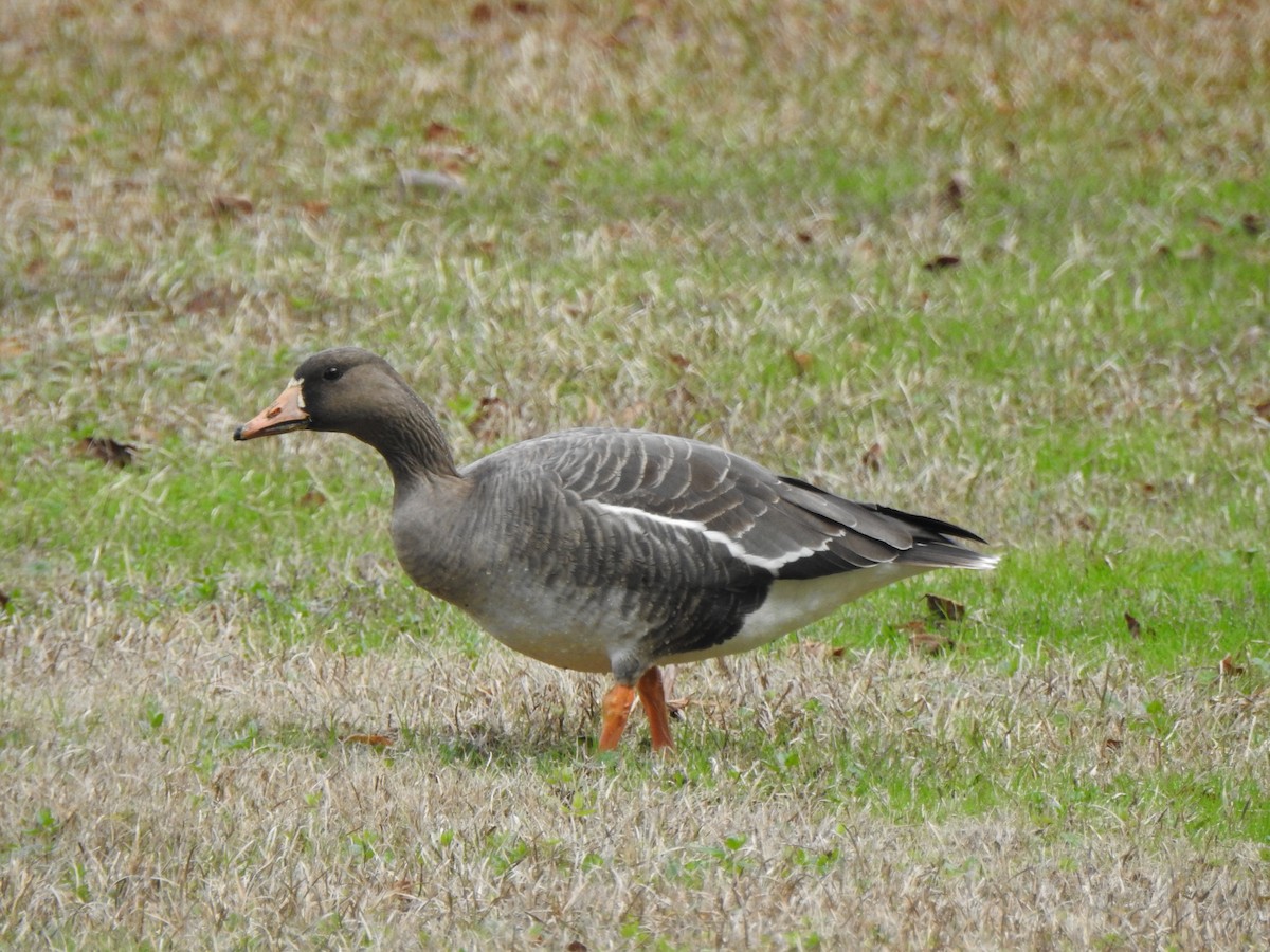 Greater White-fronted Goose - ML617935337