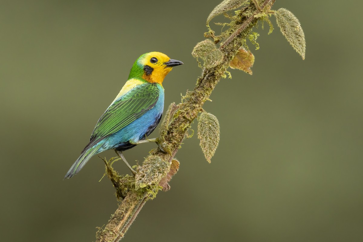 Multicolored Tanager - ML617935343