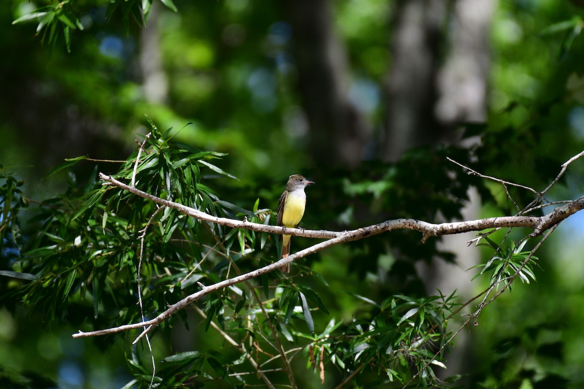 Great Crested Flycatcher - ML617935344