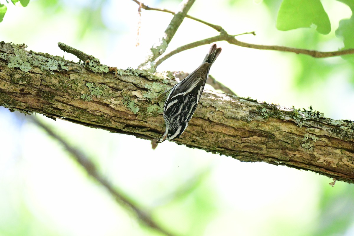 Black-and-white Warbler - ML617935378