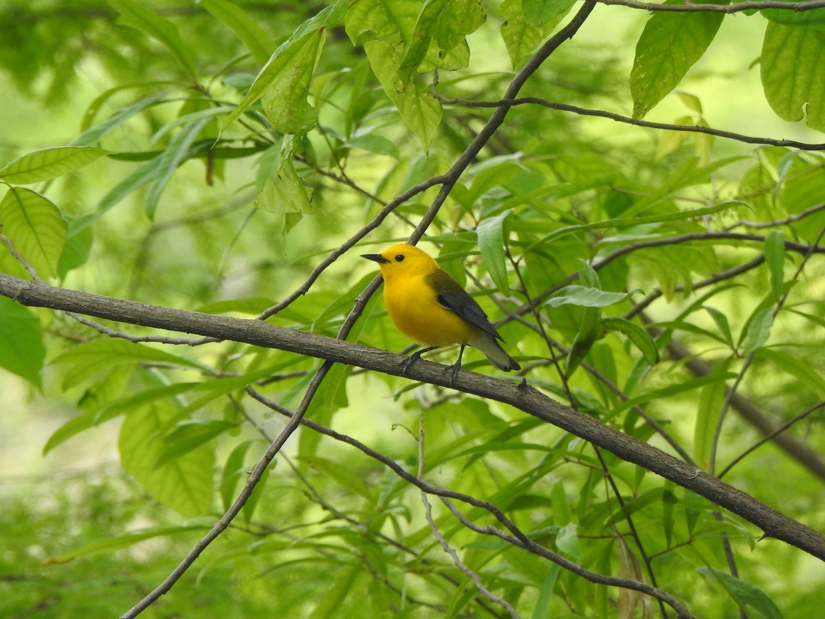 Prothonotary Warbler - ML617935416