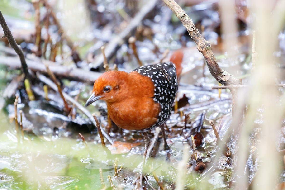 White-spotted Flufftail (Northern) - Jeanne Verhulst