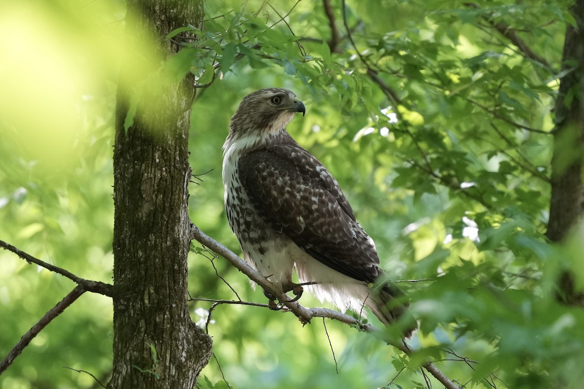Red-tailed Hawk - ML617935451