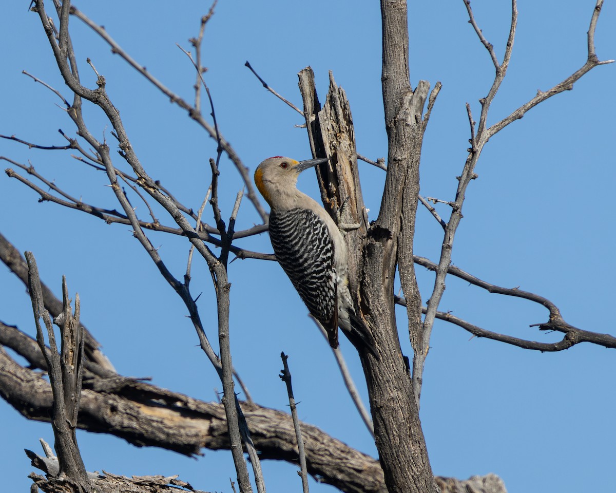 Golden-fronted Woodpecker - ML617935468