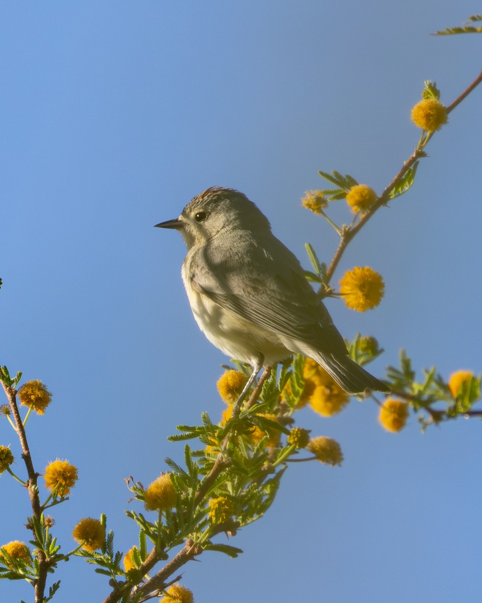 Lucy's Warbler - ML617935498