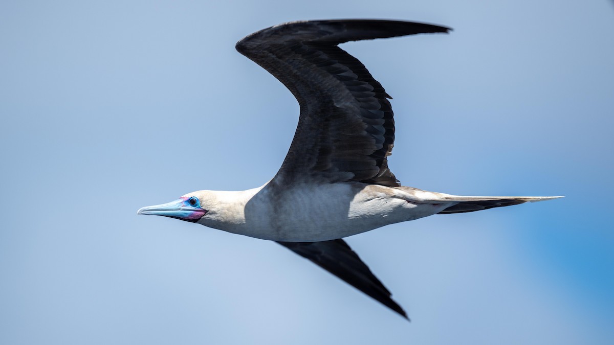 Red-footed Booby - ML617935499