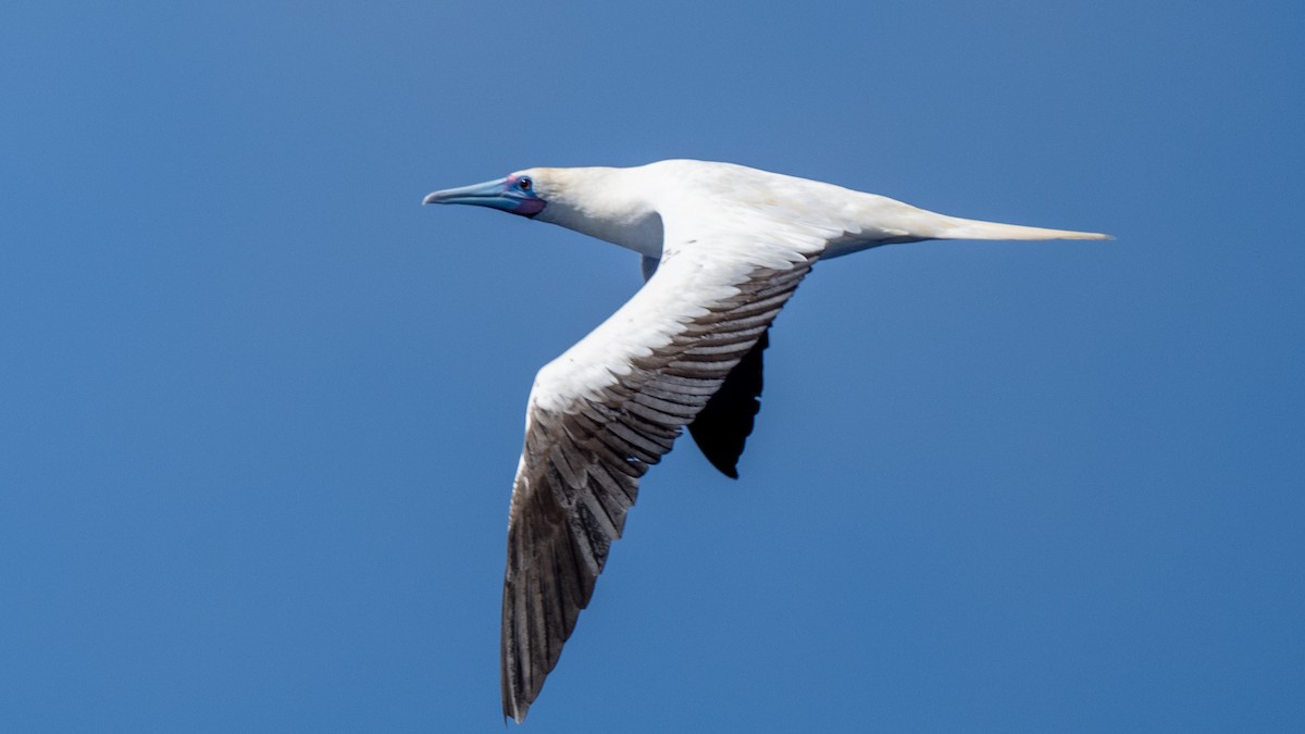 Red-footed Booby - ML617935500