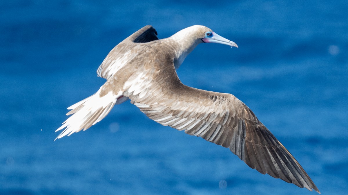 Red-footed Booby - ML617935502
