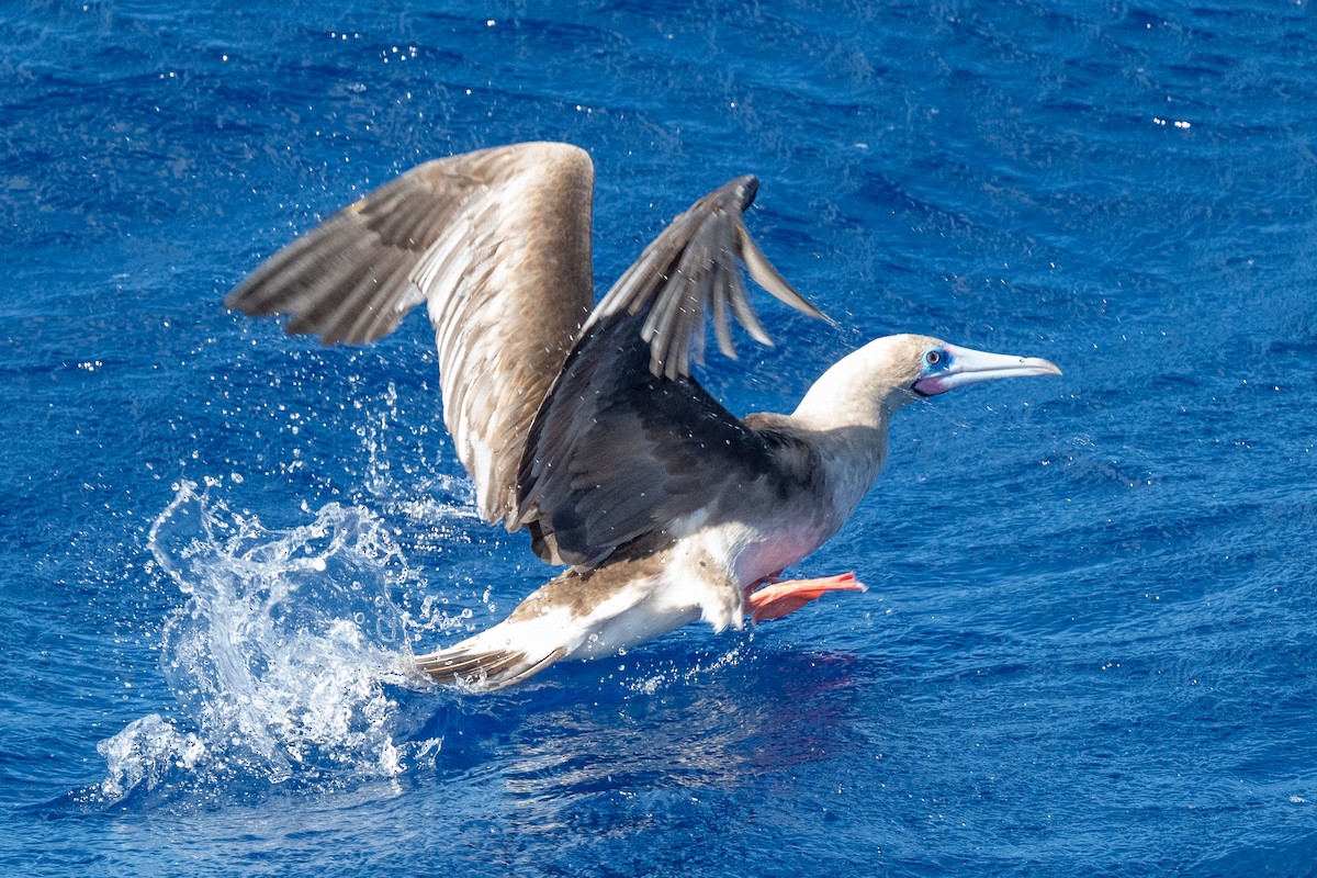 Red-footed Booby - ML617935504