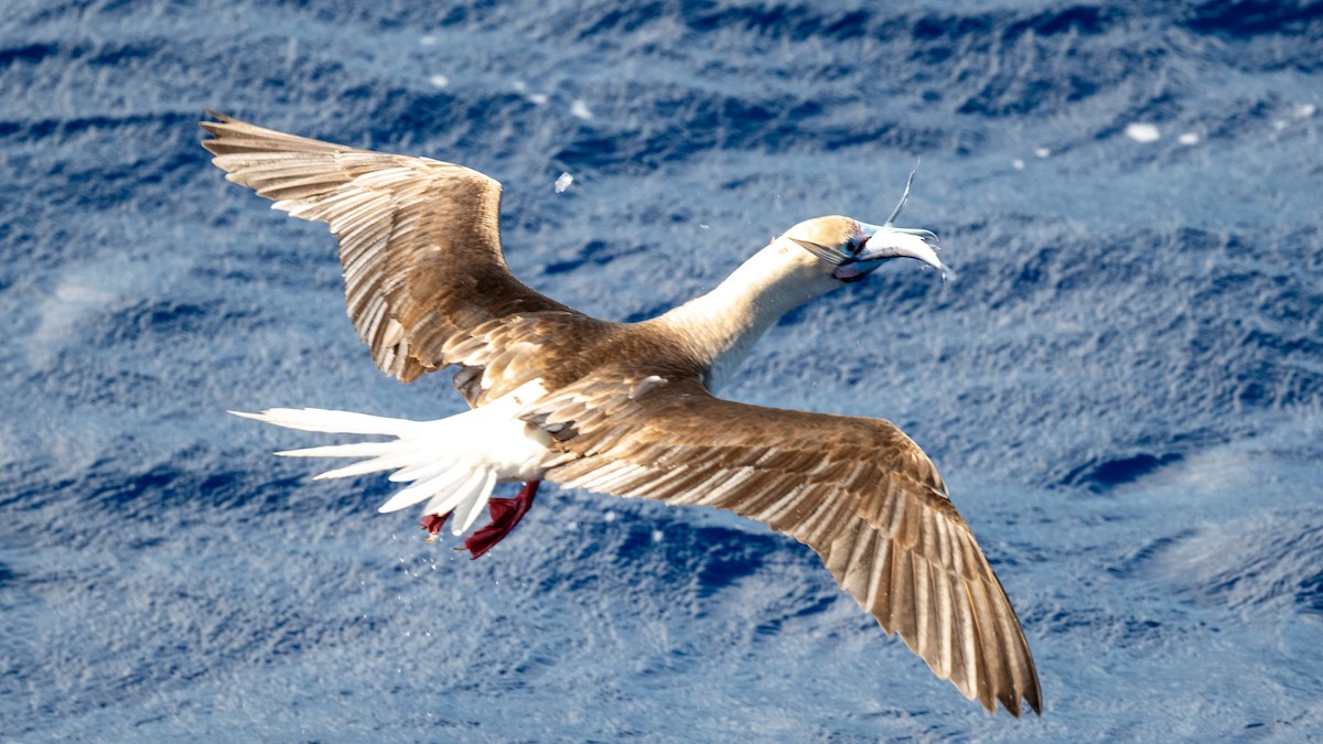 Red-footed Booby - ML617935505