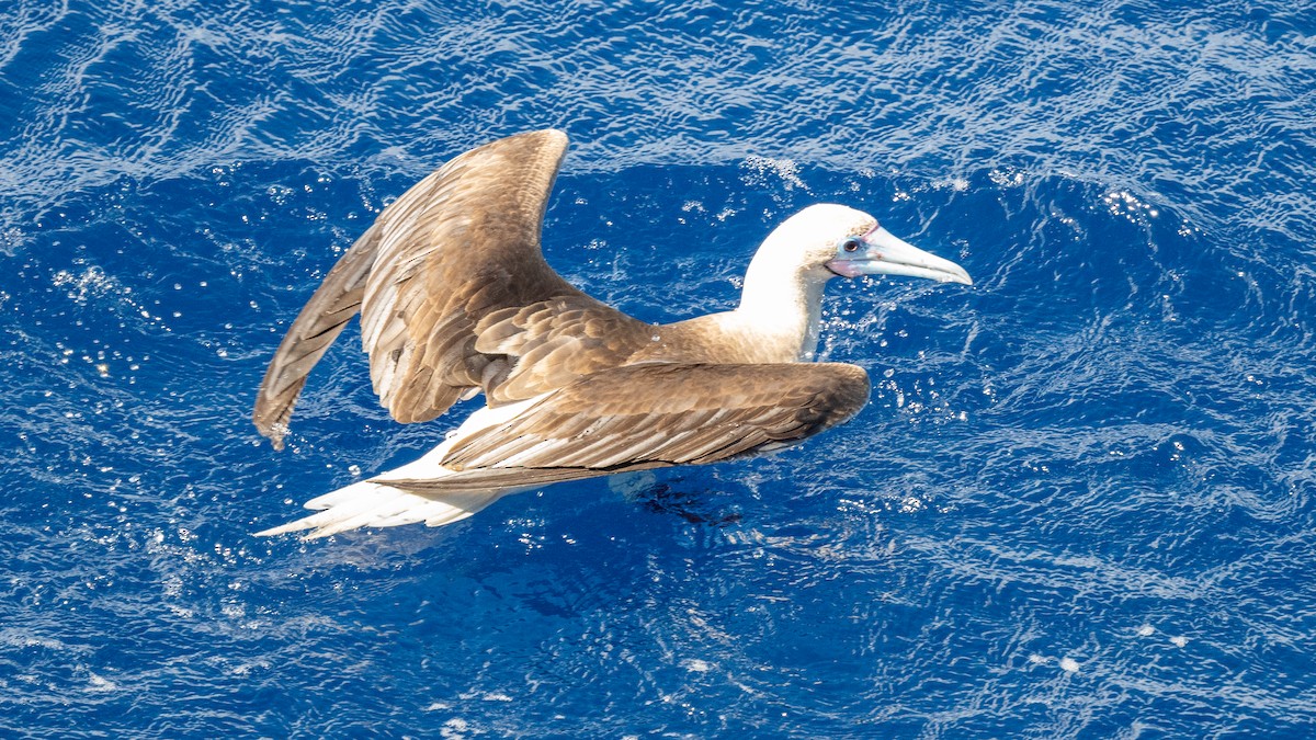 Red-footed Booby - ML617935506